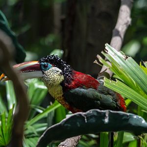 Curl Crested Aracari - Pteroglossus beauharnaesii