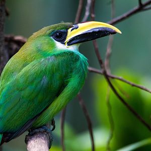 Emerald Toucanet - Aulacorhynchus prasinus