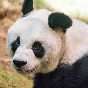 Giant Panda - Ailuropoda melanoleuca