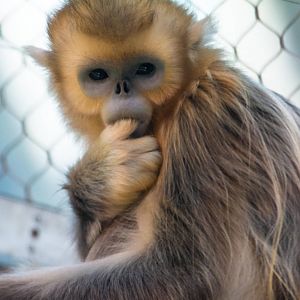 Golden Snub Nose Monkey - Rhinopithecus roxellana