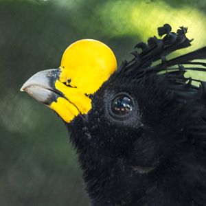 Great Currasow - Crax rubra