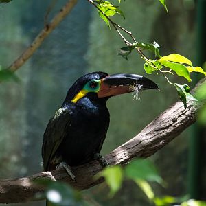 Guyana Toucanet - Selenidera piperivora