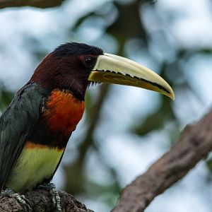 Ivory Billed Aracari - Pteroglossus azara