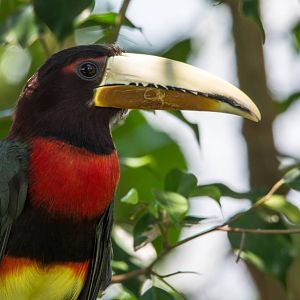 Ivory Billed Aracari - Pteroglossus azara