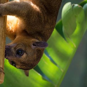 Kinkajou - Potos flavus