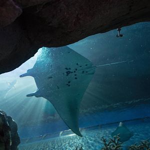 Manta Ray - Manta alfredi