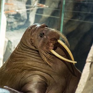 Pacific Walrus - Odobenus rosmarus