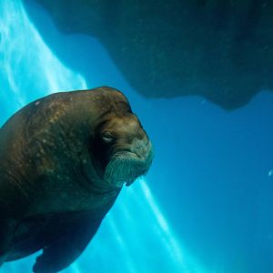 Pacific Walrus - Odobenus rosmarus
