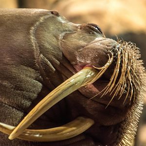 Pacific Walrus - Odobenus rosmarus