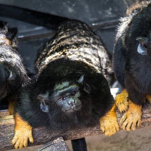 Red Handed Tamarin - Saguinus midas