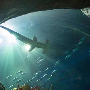 Scalloped Hammerhead Shark - Sphyrna lewini