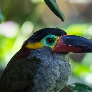 Guyana Toucanet - Selenidera piperivora