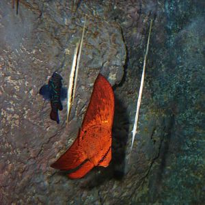 Juvenile batfish, May 2013.