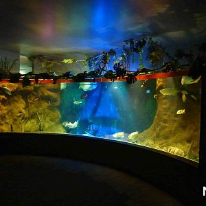 Large freshwater fish aquarium, May 2013.
