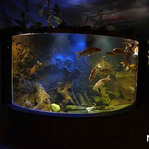 Koi carp tank, May 2013.