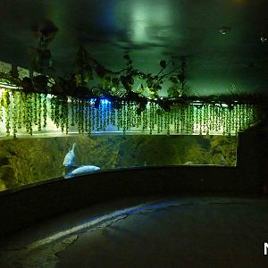 Wild carp tank, May 2013.