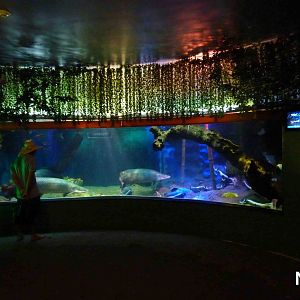 Amazonian giants tank, May 2013.