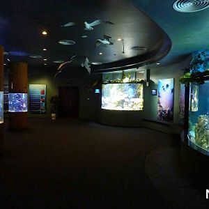 Coral reef tanks, May 2013.