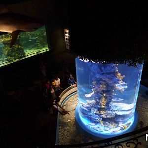 Downstairs aquaria, May 2013.