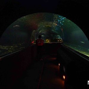 Underwater tunnel, May 2013.