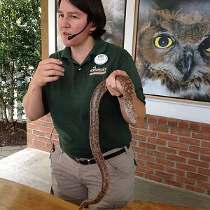 Legless Lizard Presentation