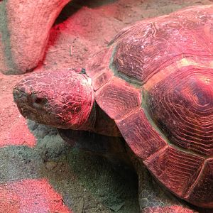 Southern Swamps- Gopher Tortoise