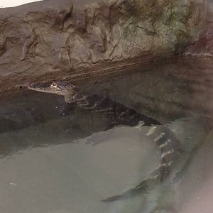 Southern Swamps- American Alligator