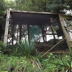 Great Southwest- Thick-Billed Parrot Exhibit