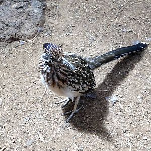 Great Southwest- Greater Roadrunner