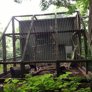 Eastern Woodlands- Bobcat Exhibit
