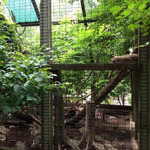 Eastern Woodlands- Bobcat Exhibit