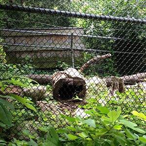 Eastern Woodlands- River Otter Exhibit
