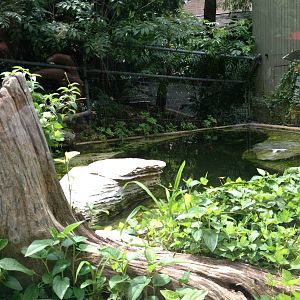 Eastern Woodlands- River Otter Exhibit