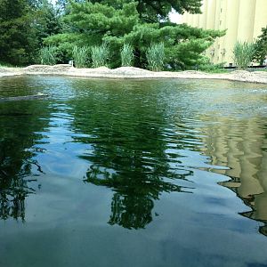 Eastern Woodlands- Black Bear Pool