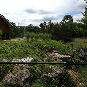 Eastern Woodlands- Black Bear Exhibit