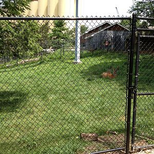 Eastern Woodlands- White-Tailed Deer/Wild Turkey Exhibit