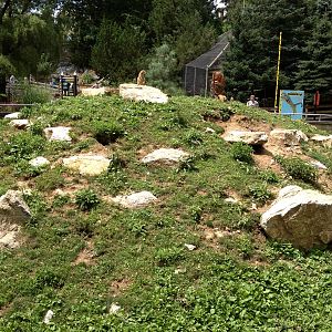 Big Sky Country- Black-Tailed Prairie Dog Exhibit
