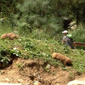 Big Sky Country- Prairie Dogs