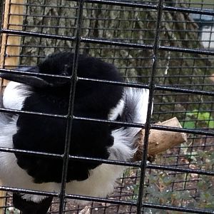 Big Sky Country- Black-Billed Magpie