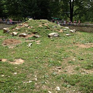 Big Sky Country- Black-Tailed Prairie Dog Exhibit
