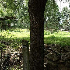Big Sky Country- American Elk Exhibit