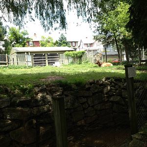 Big Sky Country- American Elk Exhibit