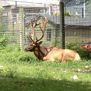 Big Sky Country- Bull Elk