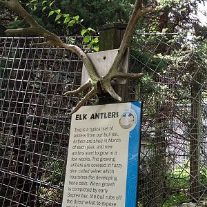 Big Sky Country- Elk Antler Signage