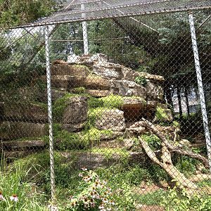 Big Sky Country- Cougar Exhibit