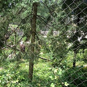 Northlands- Bald Eagle Exhibit