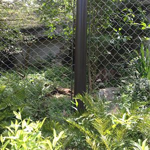 Northlands- Canada Lynx Exhibit
