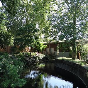 Paddock of Panthera leo persica