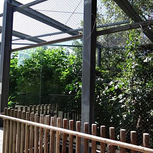 Paddock of Cryptoprocta ferox