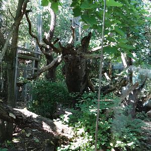 Paddock of Cryptoscrypta ferox